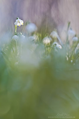 Die Märzenbecher sind nicht unbedingt einfach zu fotografieren: Der Standort liegt in einem ziemlich sumpfigen Gebiet (schlecht gelaufen für den Photographen ;))