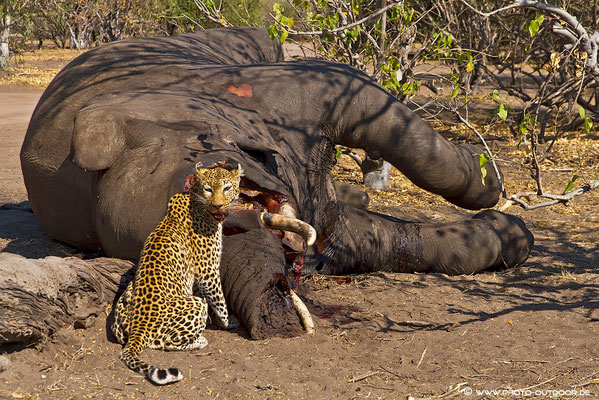 Leopard beim Fressen am verendeten Elefanten im Chobe-Nationalpark.