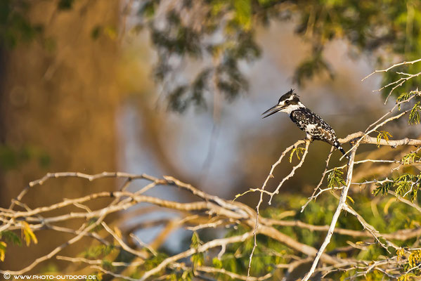 Graufischer in seinem Habitat (Chobe/Botswana)