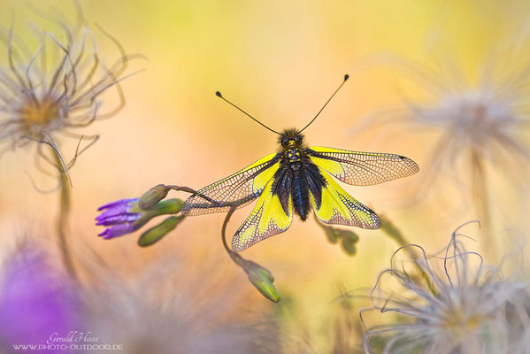 Für Insektenfotografie eignen sich die Novoflex-Makroschienen perfekt: Hier ein Libellen-Schmetterlingshaft perfekt in die Schärfeebene gebracht!