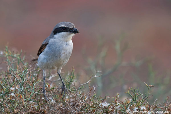 Jandia-Halbinsel, Fuerteventura