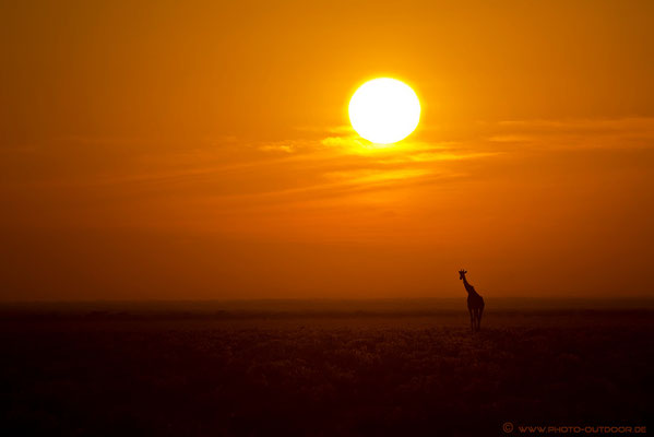 Wie aus dem Bilderbuch: Eine Giraffe schreitet unter der Morgensonne durch die Steppe.