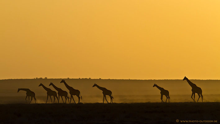 Eine Giraffenkarawane kurz vor Sonnenuntergang