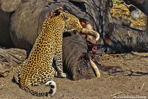 Chobe-NP/Botswana