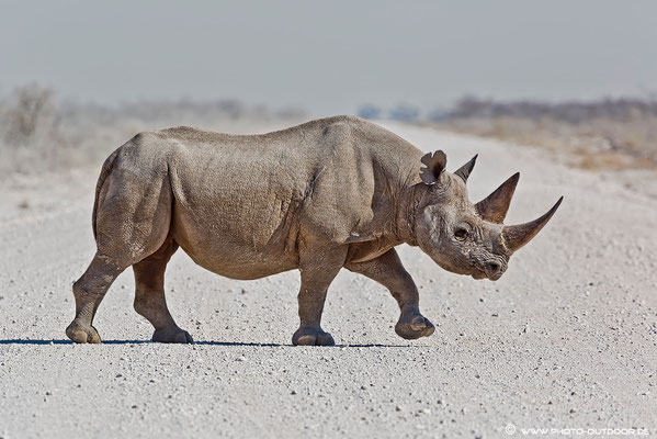 Rhino-Crossing: Die Vorfahrt ist in diesem Fall klar geregelt...