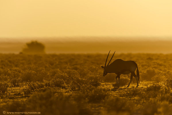 Oryx im Abendlicht