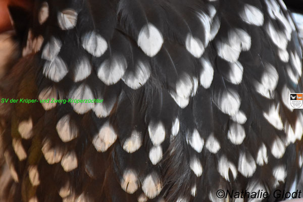 perfekte Scheckung einer Zwerg-Krüperhenne in schwarz-weißgescheckt (deutlich sichtbar der Unterschied zur Dobbelung)