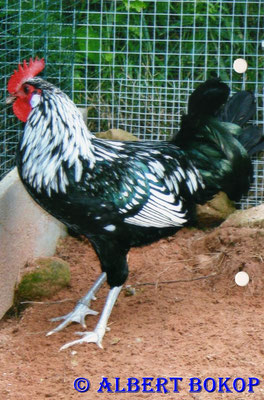 1,0 Zwerg-Krüper (Langbein) schwarz-weißgedobbelt