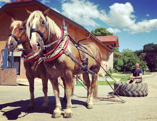 Maßanfertigungen von Trensen und Hundezubehör sind zur Zeit nicht möglich –  SLH-Reitsport