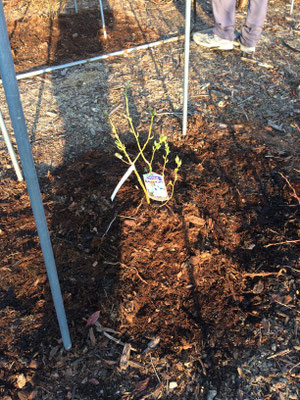 チャンドラーの苗木を植える