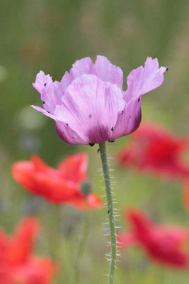 Mohnblume auf Rügen