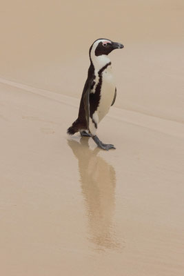 Brillenpinguin am Cape