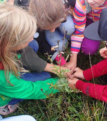 Wildnisschule-Naturerlebnis für Grundschüler /  www.wildnisgeist.de