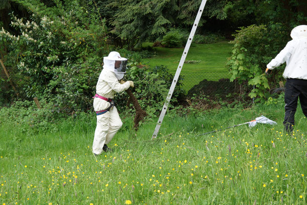 Bienenschwarm in den Händen Foto: (T. Grimm)