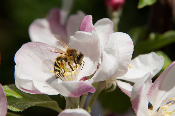 Buckfastbiene auf der Suche nach Nektar und Pollen (Foto: T. Grimm)