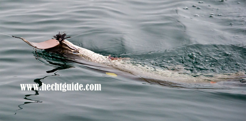 Meterhecht greift sich eine riesige Perlmuttspange (230mm Länge) beim Schleppfischen am Attersee