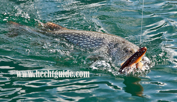 Der 111cm Freiwasserhecht greift sich den Castaic swim bait, Hechtfischen am Attersee