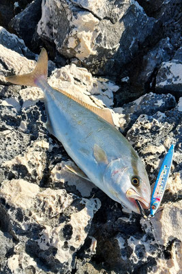 Amberjack mit einem Sardine Slider gefangen