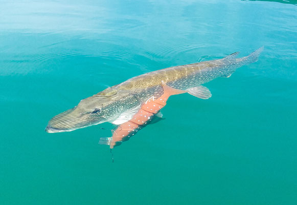 102cm Freiwasserhecht beißt auf XXL Köder mit 35cm