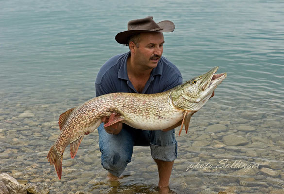 125cm Freiwasserhecht mit 13,50Kg, gefangen beim Schleppfischen am Attersee, Hechtfischen am Attersee 