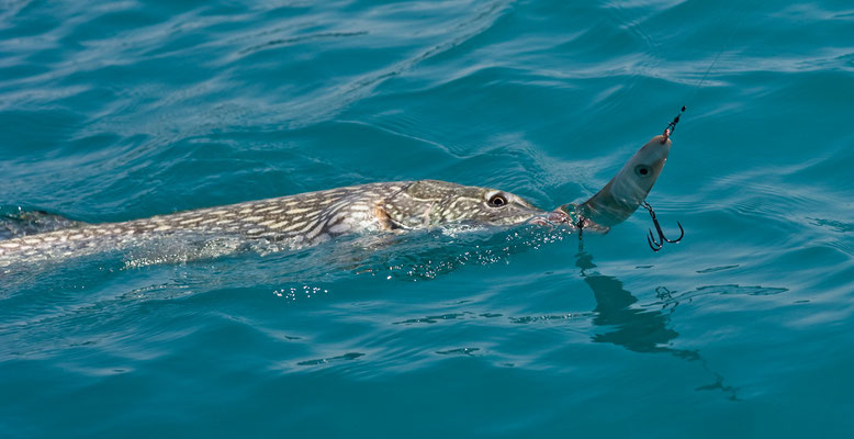 90iger Hecht im Drill, gefangen mit Perlmuttspange (20cm) beim Schleppfischen am Attersee