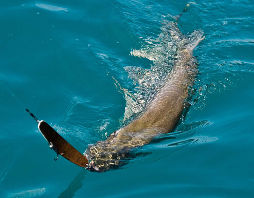Meterhecht im Drill, gefangen beim Schleppfischen mit einer Perlmuttspange am Attersee