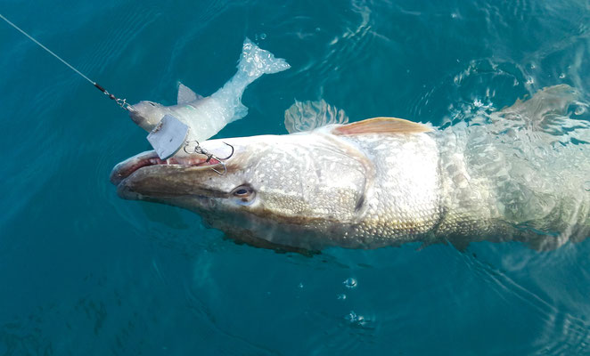 97cm Hecht attackiert Swimmbait von www.hechtguide.com