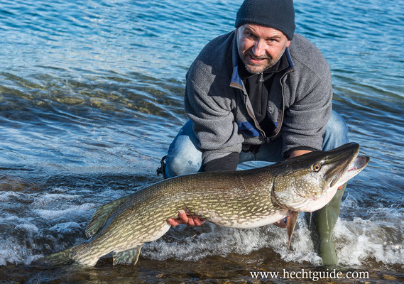 115cm Freiwasserhecht mit 11,8Kg, gefangen beim Schleppfischen am Attersee