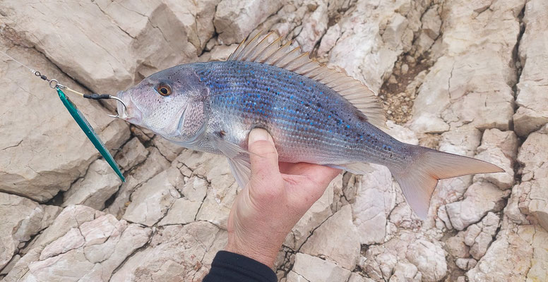 Zahnbrasse beim Shore Jigging gefangen