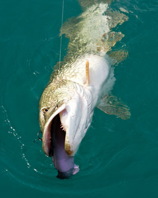 115cm Hecht nimmt castaic swim bait beim Schleppfischen am Attersee, Hechtfischen am Attersee