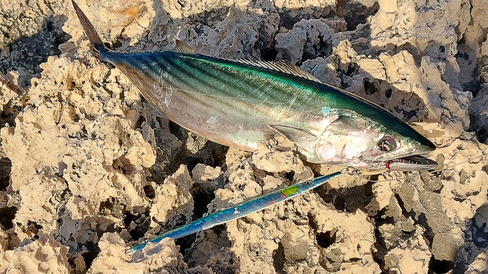 Bonito mit dem Needle Jig gefangen