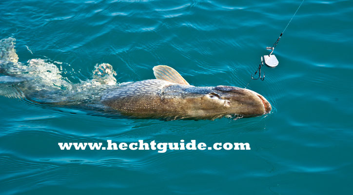 110cm Hecht schnappt sich die "Renke" (35cm Gummifisch) beim Schleppfischen am Attersee