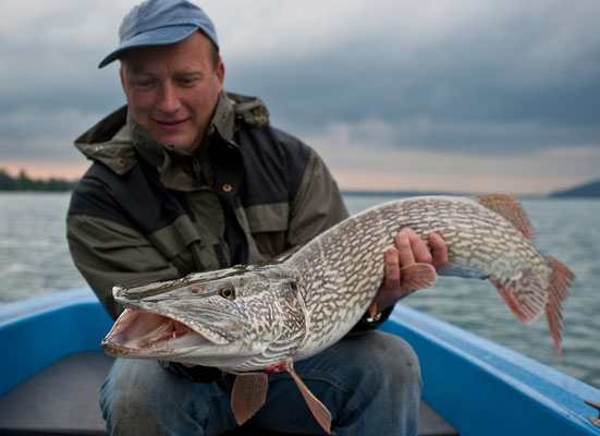 102cm Hecht aus dem Attersee