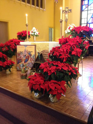 Poinsettias