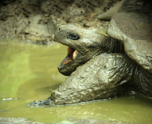 Giant tortoise with open mouth in the Galapagos Islands, ©Galapagos Shark Diving