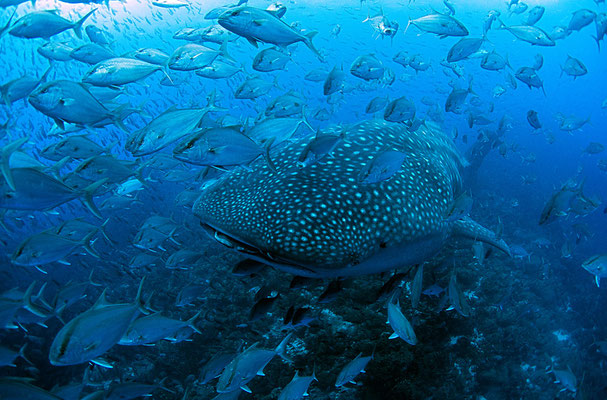 Galapagos Shark Diving - Whale Shark and Swarm fish