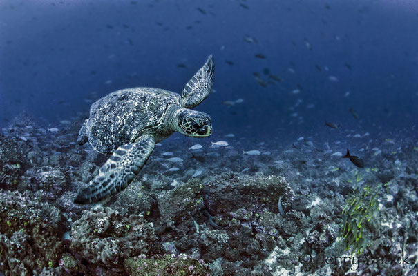 Green Sea Turtle swimming by in Galapagos, ©Galapagos Shark Diving