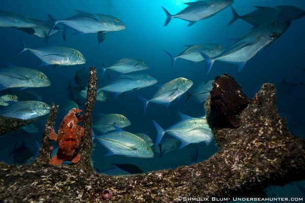 School of fish, ©Underseahunter Group