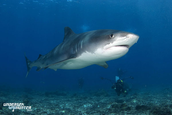 Underseahunter Group: Tiger shark in Cocos Island