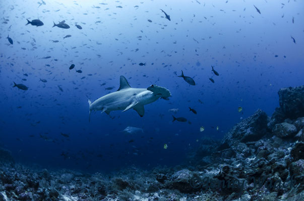 Hammerhead shark surrounded by little fish, ©Galapagos Shark Diving