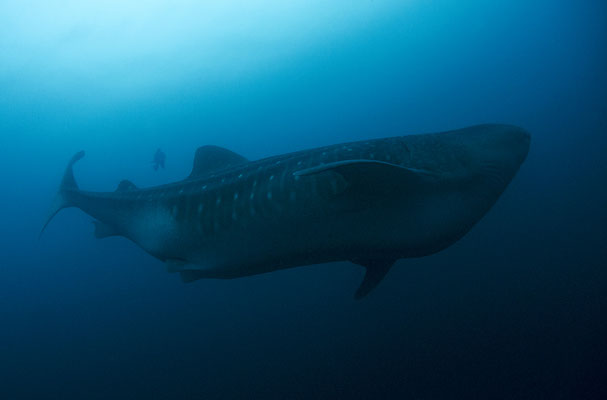 Galapagos Shark Diving - Whale Shark Galapagos Islands