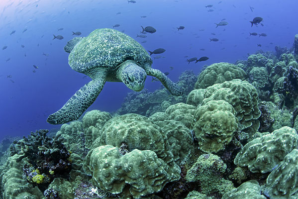 Galapagos Shark Diving - Turtle and coral Galapagos Islands