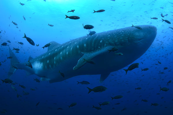 Galapagos Shark Diving - Whale Shark Galapagos Islands