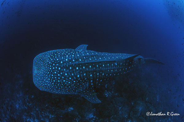 A whale shark swimming below the divers