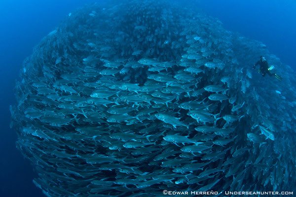 Underseahuntergroup - school of jacks