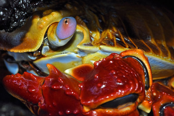 Galapagos Shark Diving - Sally lightfoot crab