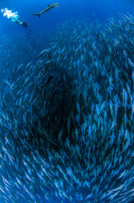 Galapagos Shark Diving - Swarm fish Galapagos Islands Underwater animals