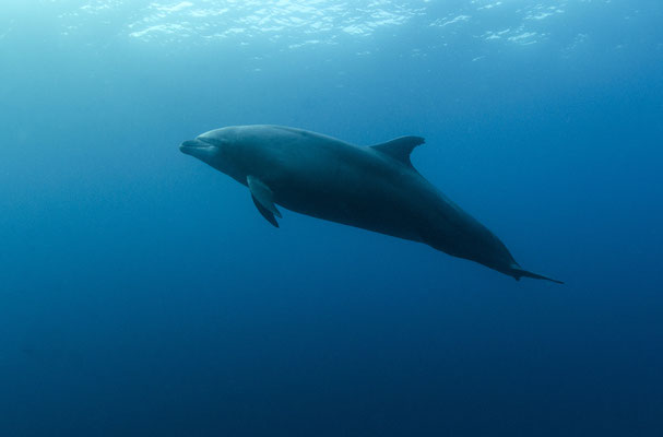 Galapagos Shark Diving - dolphin swimming by in Cocos Island