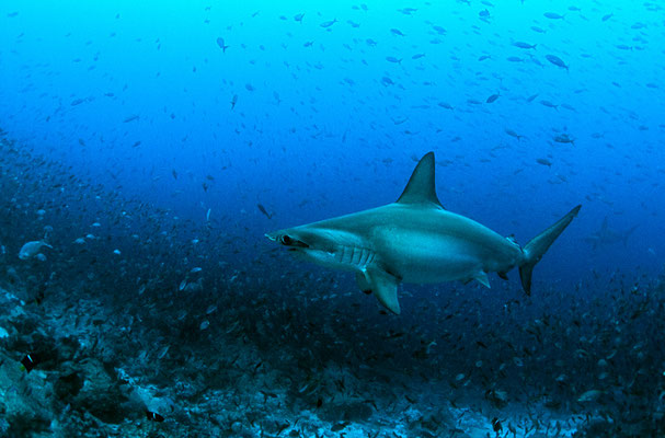 Galapagos Shark Diving - Hammerhai