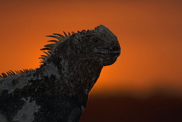 Galapagos Shark Diving - Marina Iguana sundown Galapagos Islands animals